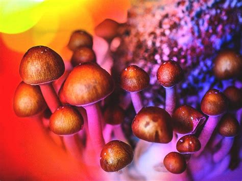 Is there a potential for addiction with magic mushrooms